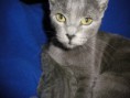 /album/gatitos-azul-ruso/sany1906-jpg/